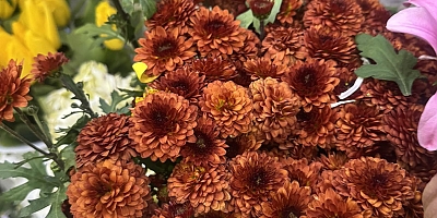 8 MART DÜNYA KADINLAR GÜNÜ KUTLU OLSUN.. 